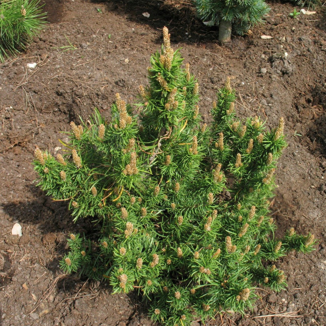 Pušis bankso (Pinus banksiana) 'Banska Stiavnica' kompaktiška netaisyklingos formos krūmas