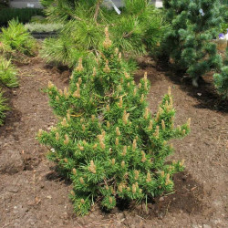 Pušis bankso (Pinus banksiana) 'Banska Stiavnica' kompaktiška netaisyklingos formos krūmas