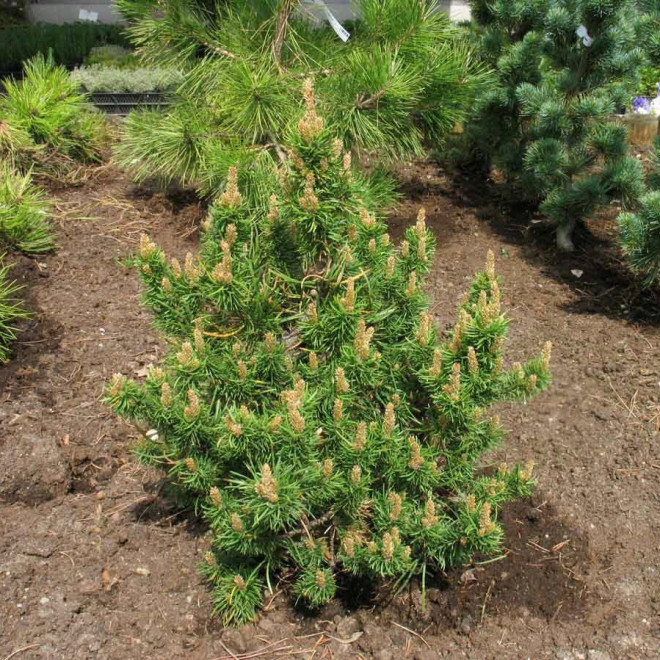 Pušis bankso (Pinus banksiana) 'Banska Stiavnica' kompaktiška netaisyklingos formos krūmas