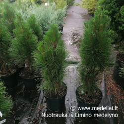 Pušis juodoji (Pinus nigra) 'Green Tower' koloniškas siauras medelis tinka gyvatvorei