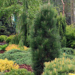 Pušis juodoji (Pinus nigra) 'Green Tower' koloniškas siauras medelis tinka gyvatvorei