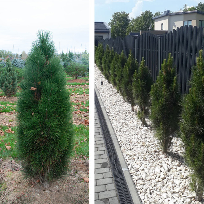 Pušis juodoji (Pinus nigra) 'Green Tower' koloniškas siauras medelis tinka gyvatvorei