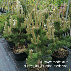 Pušis juodoji (Pinus nigra) 'Oregon Green' žemaūgė krūminė pušis