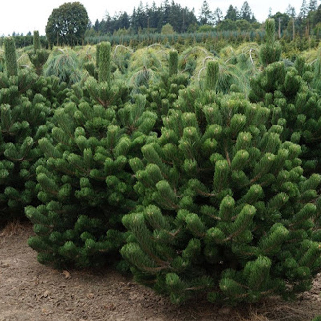 Pušis juodoji (Pinus nigra) 'Oregon Green' žemaūgė krūminė pušis
