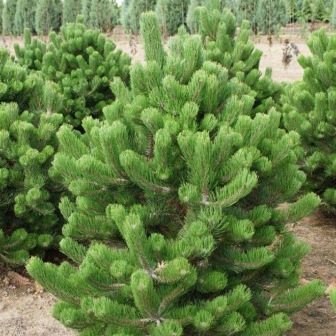 Pušis juodoji (Pinus nigra) 'Oregon Green' žemaūgė krūminė pušis