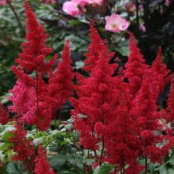 Astilbė arendso (Astilbe arendsii) 'Fanal'