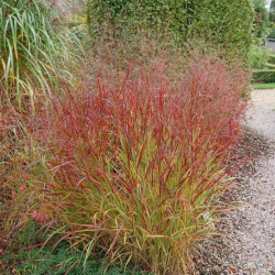 Sora rykštėtoji  (Panicum virgatum) 'Rehbraun'