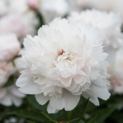 Bijūnas (Paeonia) 'Shirley Temple' pilnaviduriai