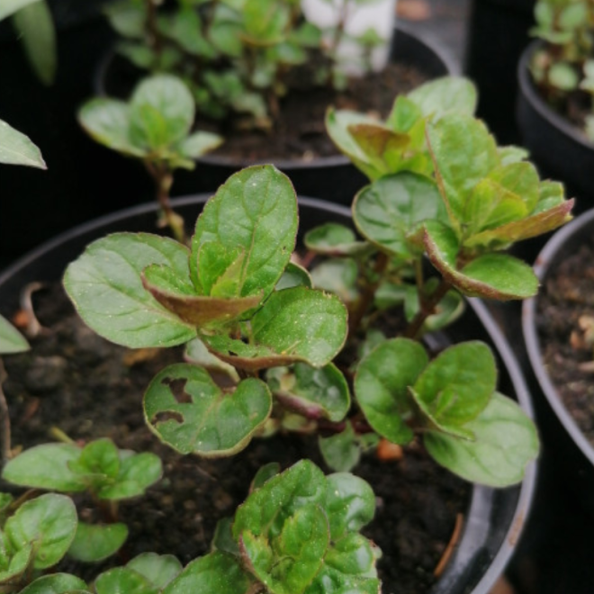 Mėta Bazilikinė (Mentha Bazil) baziliko poskonis maisto gamybai