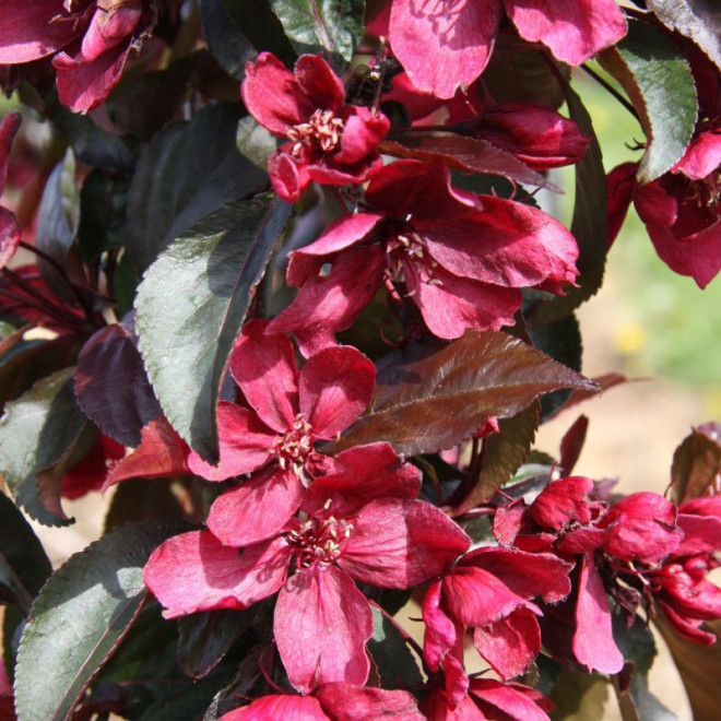 Obelis (Malus) 'Royalty' vaisiai tinka kompotui dekoratyvus žydi ...