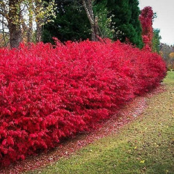 Ožekšnis sparnuotasis (Euonymus alatus) 'Compactus' rudenį raudonas