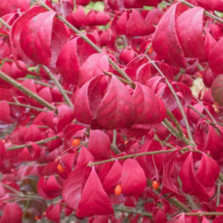 Ožekšnis sparnuotasis (Euonymus alatus) 'Compactus' rudenį raudonas