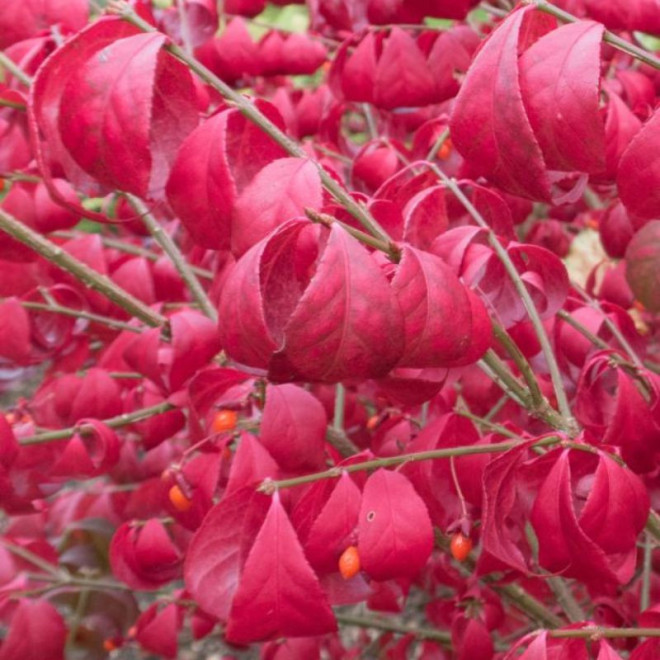 Ožekšnis sparnuotasis (Euonymus alatus) 'Compactus' rudenį raudonas
