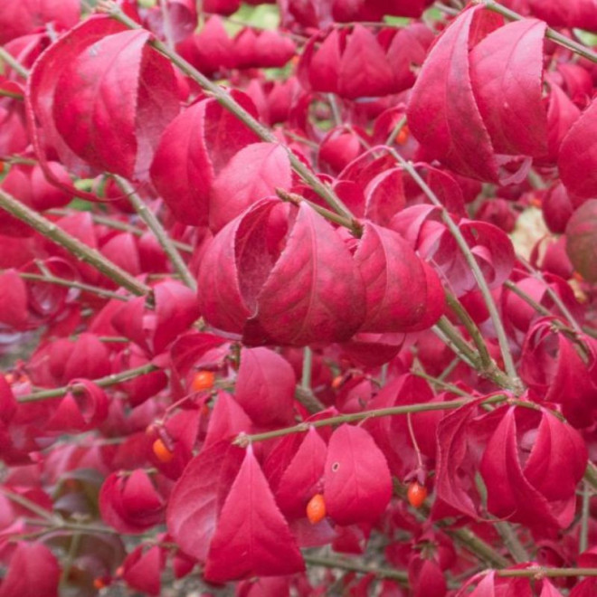 Ožekšnis sparnuotasis (Euonymus alatus) rudenį raudonas