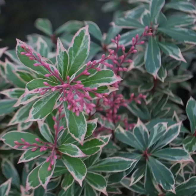 Bereinutis japoninis (Pieris japonica) 'Little Heath'