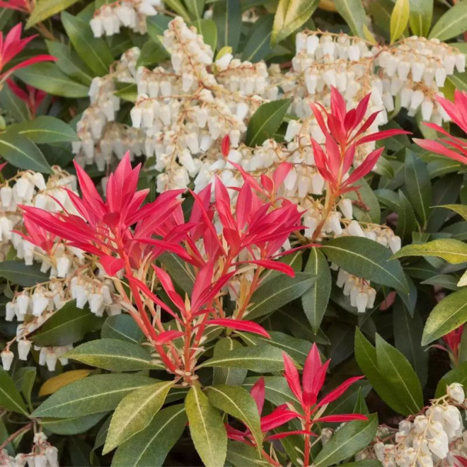 Bereinutis japoninis (Pieris japonica) 'Mountain Fire'