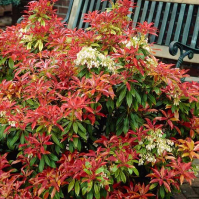 Bereinutis japoninis (Pieris japonica) 'Mountain Fire'