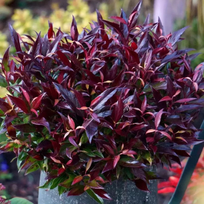 Leukotoja svyrančioji (Leucothoe fontanesiana) 'Red Lips'