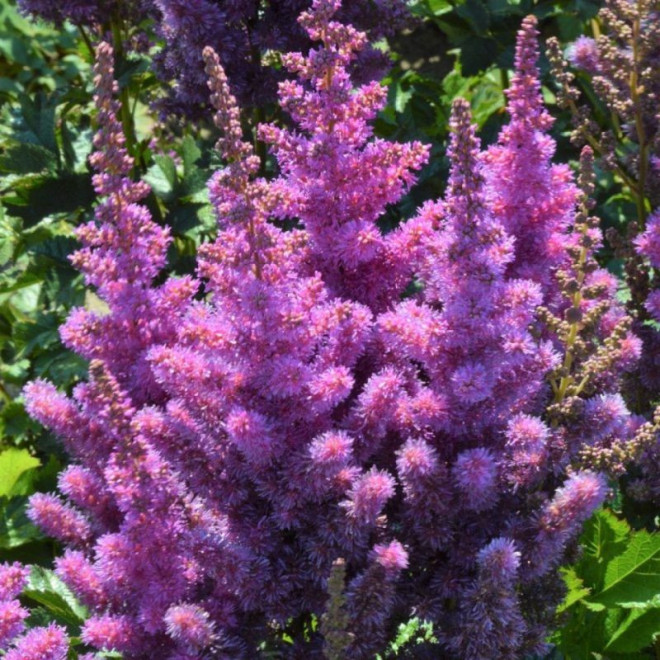 Astilbė kininė (Astilbe chinensis) 'Black Pearls'