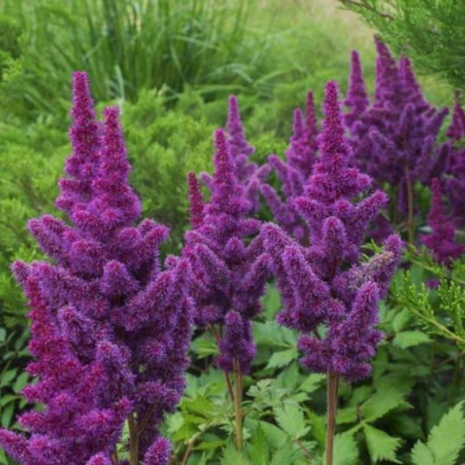 Astilbė kininė (Astilbe chinensis) 'Black Pearls'