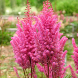 Astilbė kininė (Astilbe chinensis) 'Gloria Purpurea'