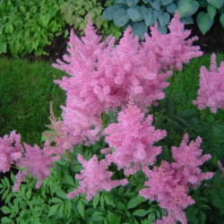 Astilbė kininė (Astilbe chinensis) 'Gloria Purpurea'