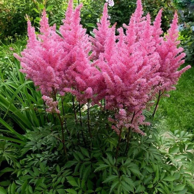 Astilbė kininė (Astilbe chinensis) 'Gloria Purpurea'