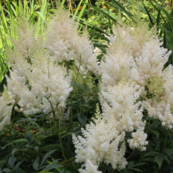 Astilbė kininė (Astilbe chinensis) 'Weisse Gloria'