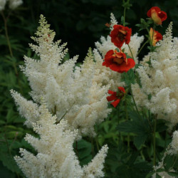 Astilbė kininė (Astilbe chinensis) 'Weisse Gloria'