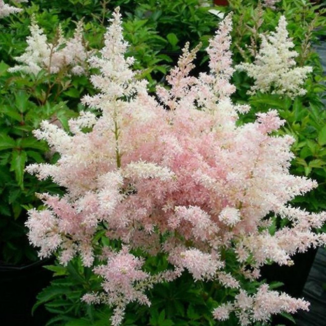 Astilbė kininė (Astilbe chinensis) 'Europa'