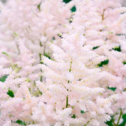 Astilbė kininė (Astilbe chinensis) 'Europa'