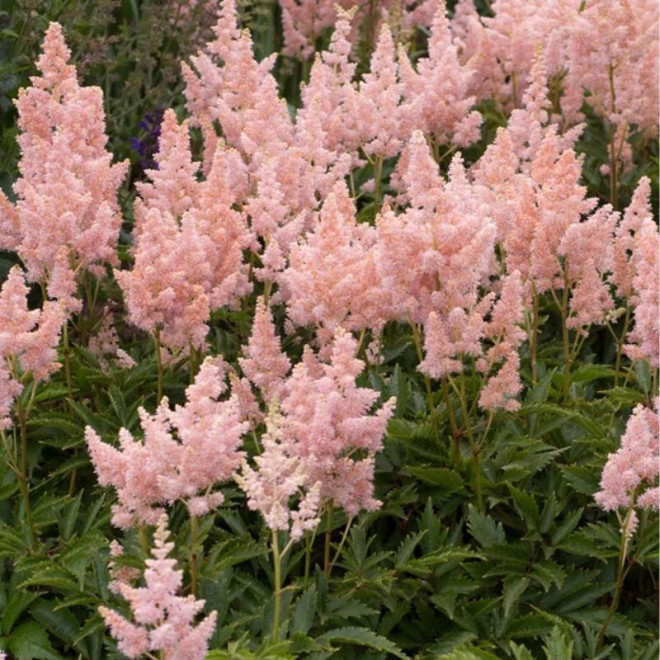 Astilbė kininė (Astilbe chinensis) 'Sister Therese'