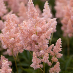 Astilbė kininė (Astilbe chinensis) 'Sister Therese'