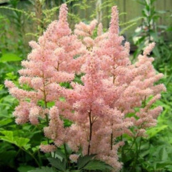 Astilbė kininė (Astilbe chinensis) 'Sister Therese'