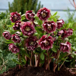 Eleboras (Helleborus orientalis) 'Double Ellen Red'