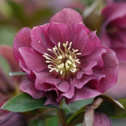 Eleboras (Helleborus orientalis) 'Double Ellen Red'