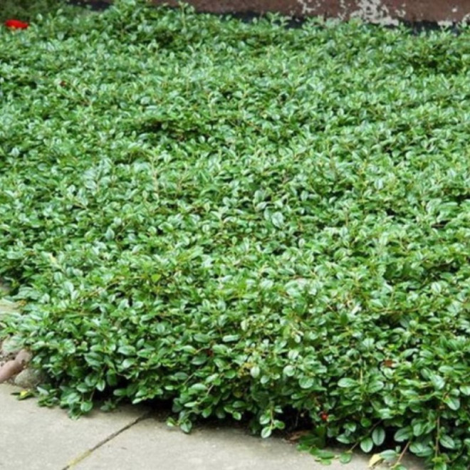 Kaulenis damerio (Cotoneaster dammeri) 'Major'