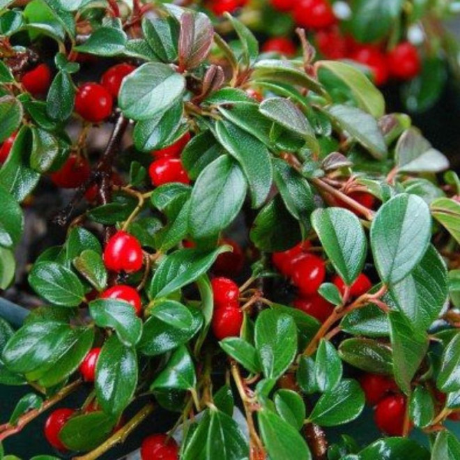 Kaulenis damerio (Cotoneaster dammeri) 'Major'