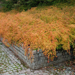 Stefanandra karpytalapė (Stephanandra incisa) 'Crispa'
