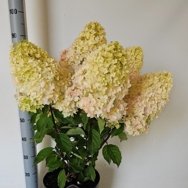 Hortenzija šluotelinė (Hydrangea paniculata) 'Magical Andes' dideli žiedai ilgai žydi nereikli atspari
