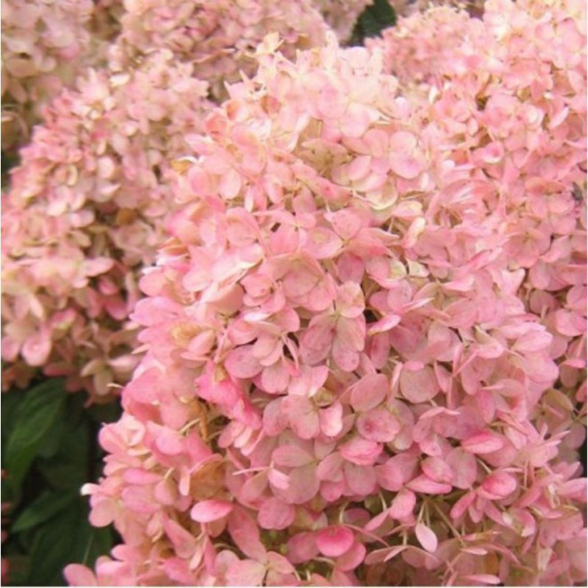 Hortenzija šluotelinė (Hydrangea paniculata) 'Magical Andes' dideli žiedai ilgai žydi nereikli atspari