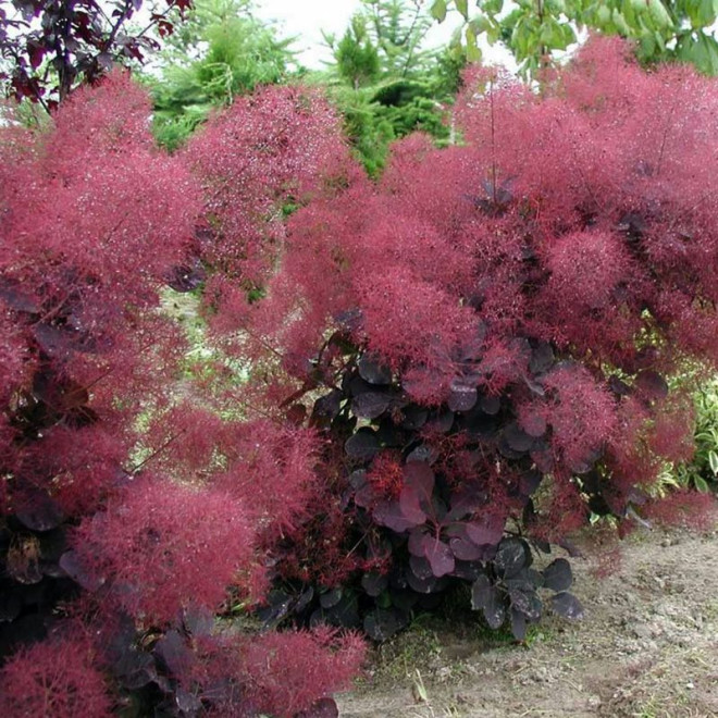 Pūkenis europinis (Cotinus coggygria) 'Royal Purple'