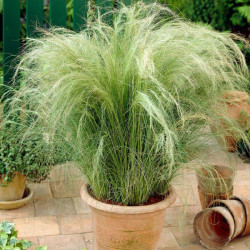 Ašuotė (Stipa tenuissima) 'Pony Tails'