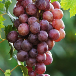 Vynmedis (Vitis) 'Canadice'