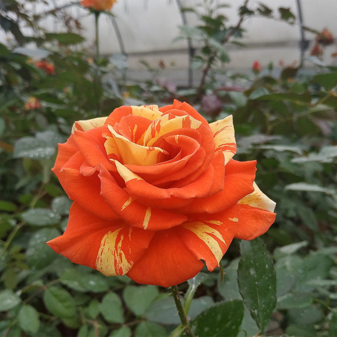 Rožė (Rosa) 'Orange&Lemones'