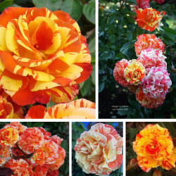 Rožė (Rosa) 'Orange&Lemones'