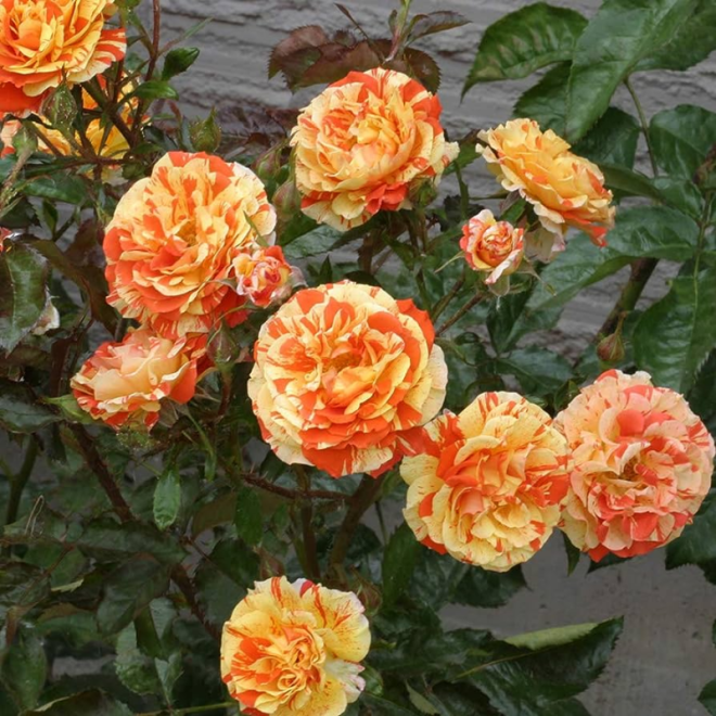 Rožė (Rosa) 'Orange&Lemones'