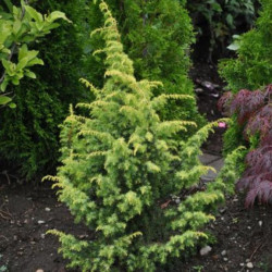 Kadagys paprastasis (Juniperus communis) 'Schneverdinger Goldmachangel' netaisyklinga laja