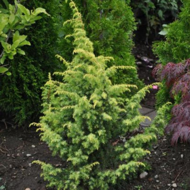 Kadagys paprastasis (Juniperus communis) 'Schneverdinger Goldmachangel' netaisyklinga laja