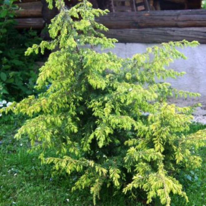 Kadagys paprastasis (Juniperus communis) 'Schneverdinger Goldmachangel' netaisyklinga laja